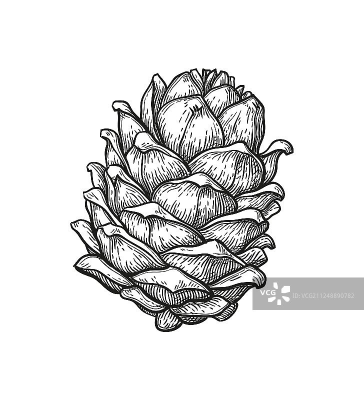 水墨风松果手绘图片素材