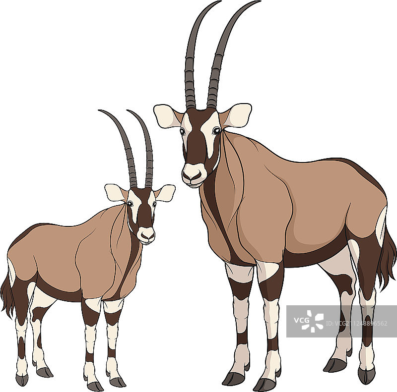 含有大羚羊的彩色图案图片素材
