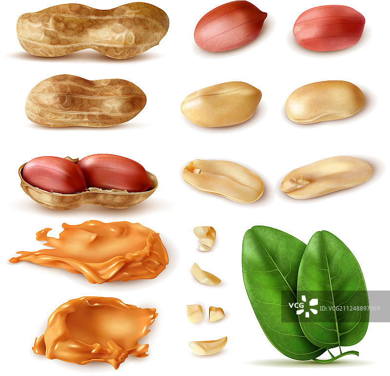逼真的花生豆套装图片素材