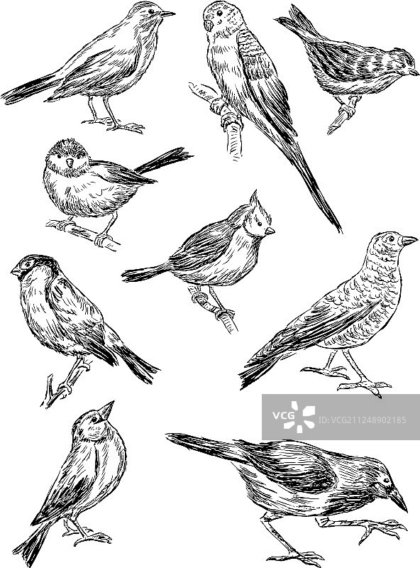 野生鸟类素描图片素材
