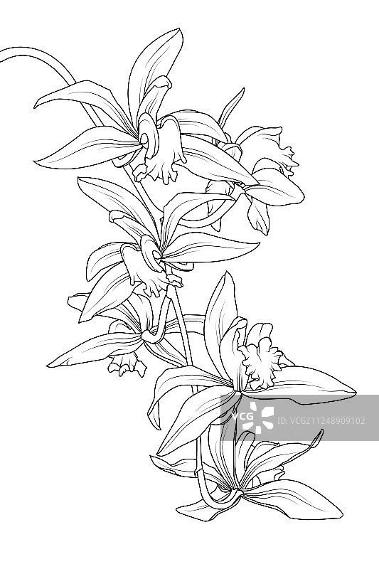 异国情调的热带卡特兰兰花植物图片素材