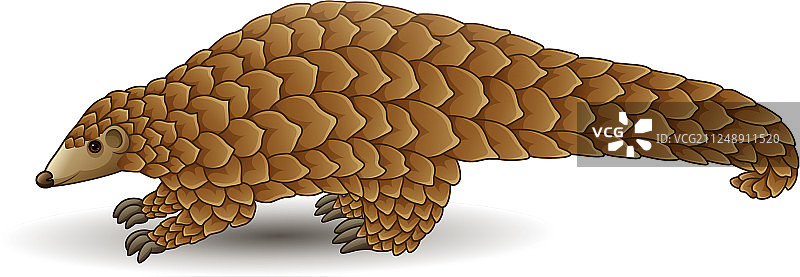 白色背景下的卡通穿山甲图片素材