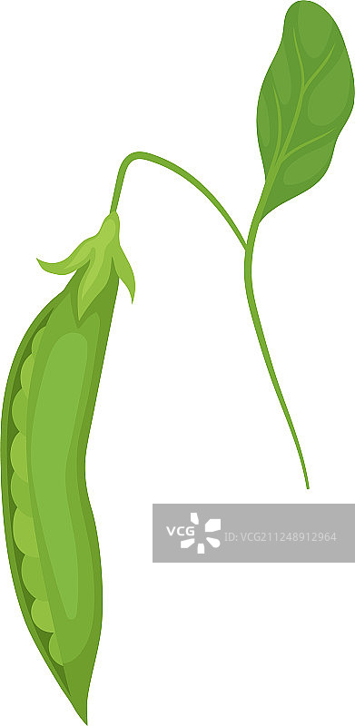 悬挂在细茎上的成熟绿色豌豆荚图片素材