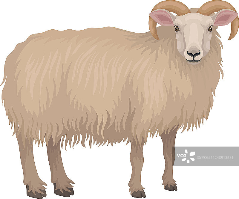 多塞特公绵羊的扁平图标详情图片素材