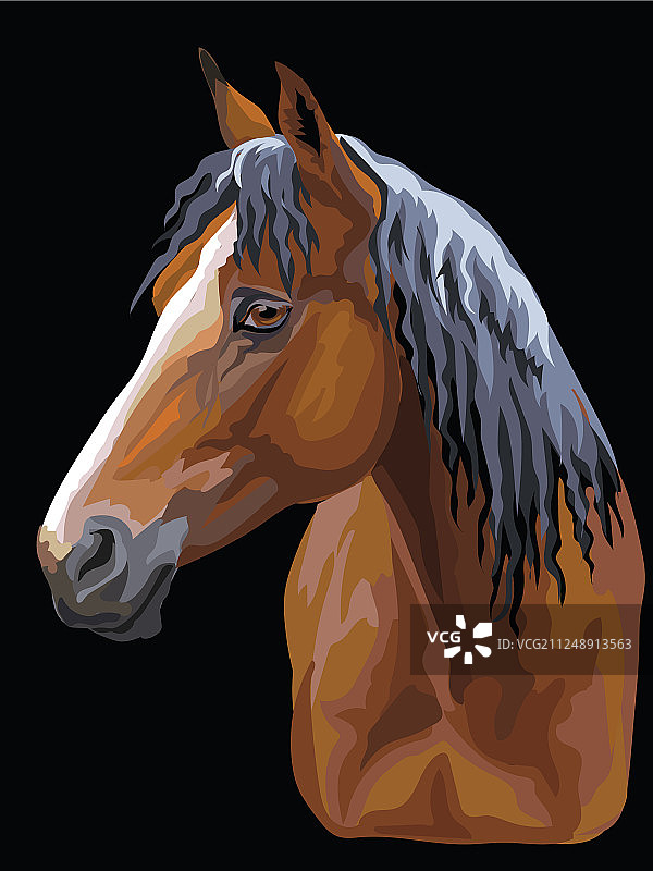 彩色马的肖像图片素材