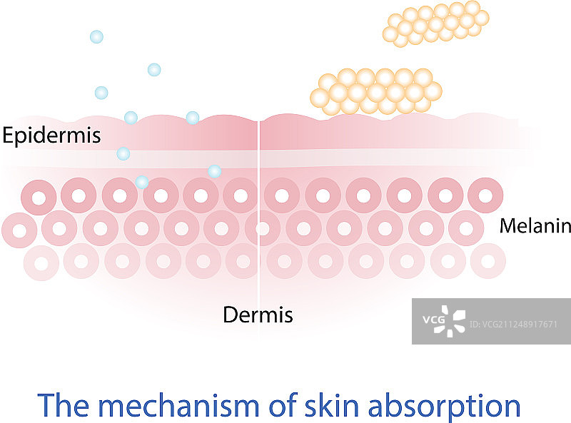 皮肤吸收营养的机制图片素材