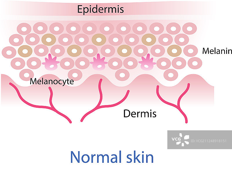 正常皮肤层图片素材