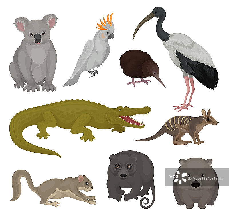 澳大利亚野生动物和鸟类合集图片素材