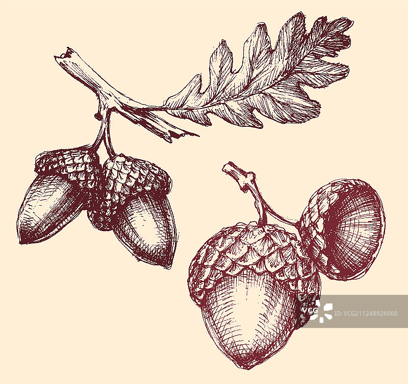 手绘单独橡子图片素材