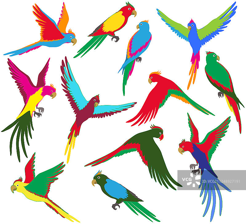 彩色丛林鹦鹉套装图片素材