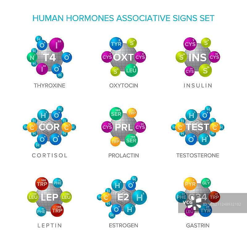 人体激素与关联分子的标志图片素材