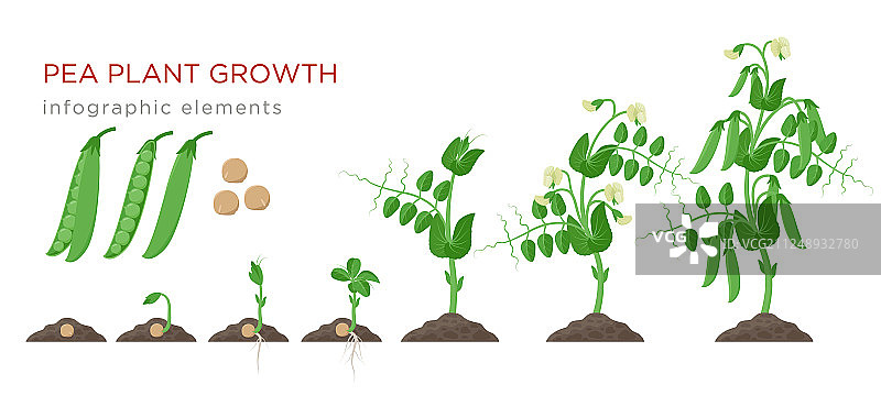 豌豆植物生长阶段信息图元素图片素材