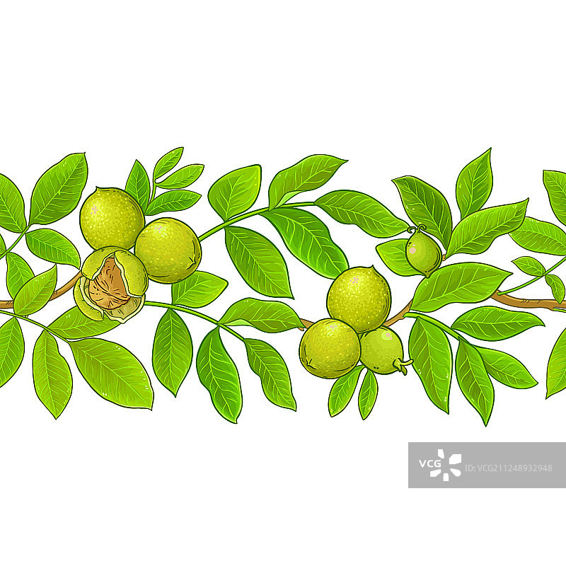 白色背景上的核桃枝图案图片素材