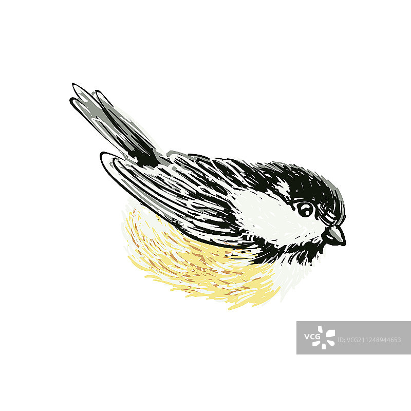 有趣的现实山雀和鸟类饲料对白色图片素材