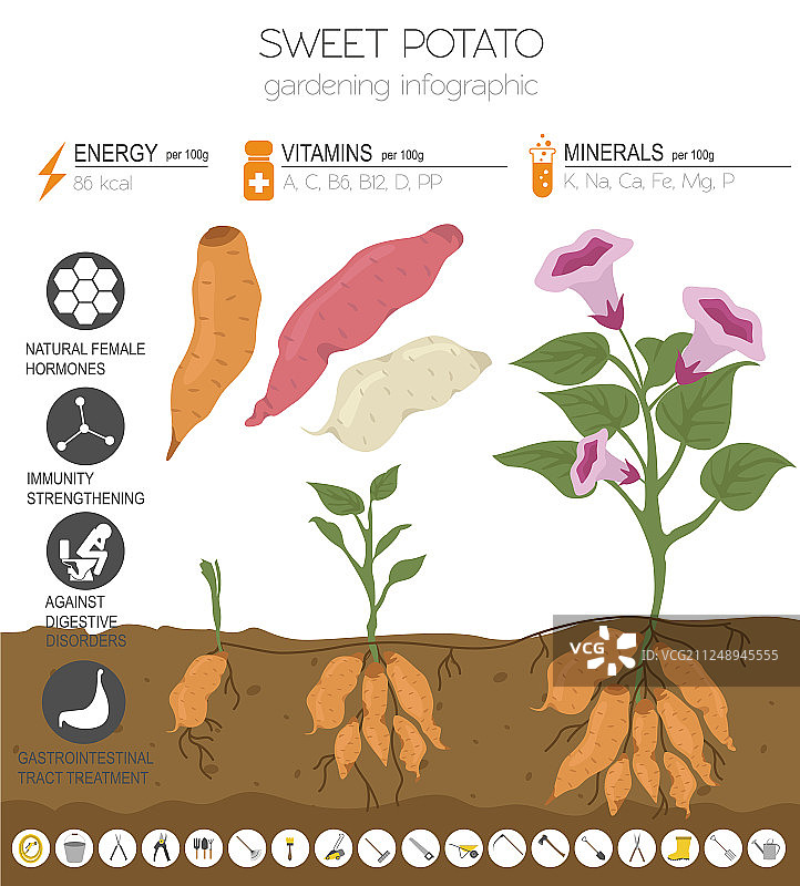 红薯功效图文模板图片素材