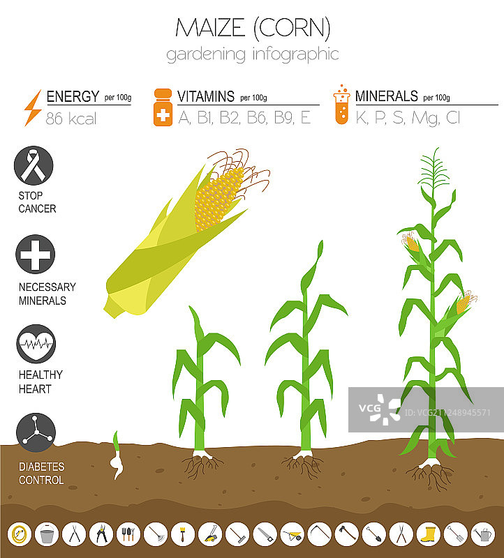 玉米有益特性图文模板图片素材