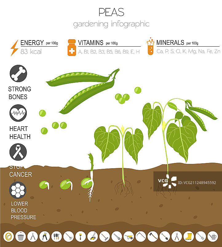 豌豆营养成分图文模板图片素材