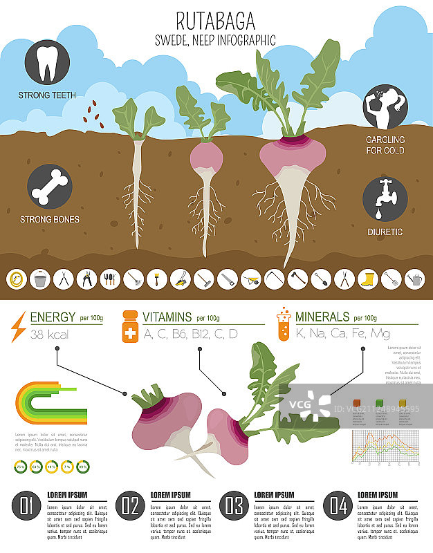 芜菁甘蓝的益处图文模板图片素材