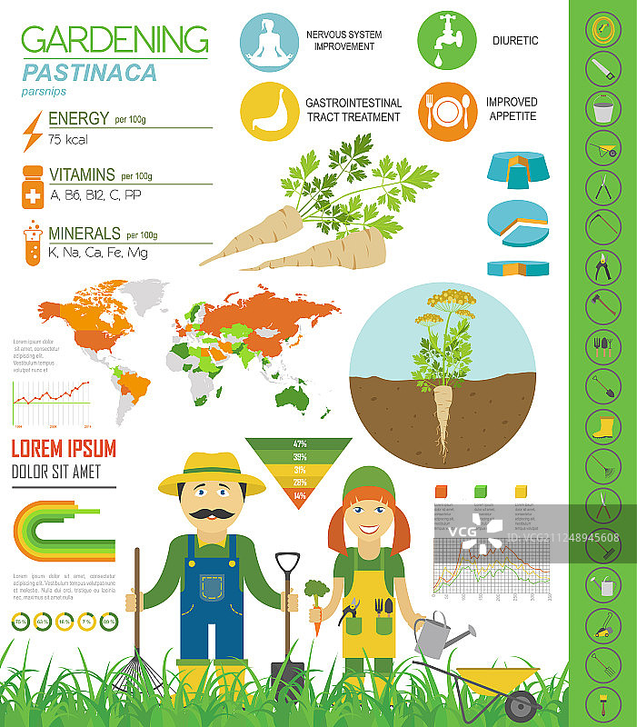 欧洲防风草的益处图文模板图片素材