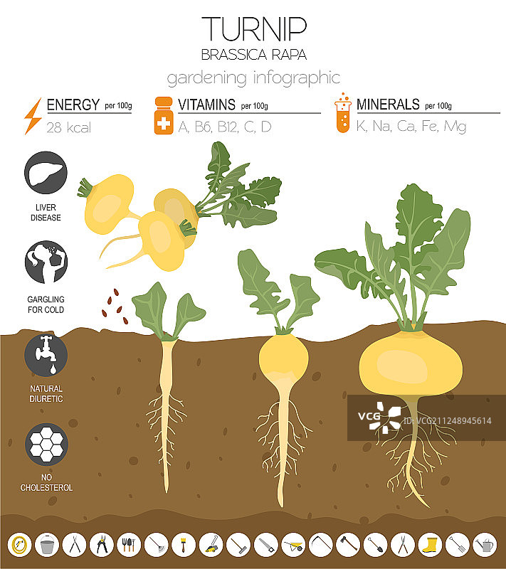 大头菜有益特性图文模板图片素材