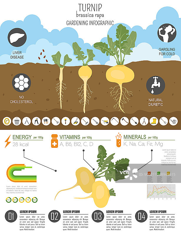 大头菜有益特性图文模板图片素材