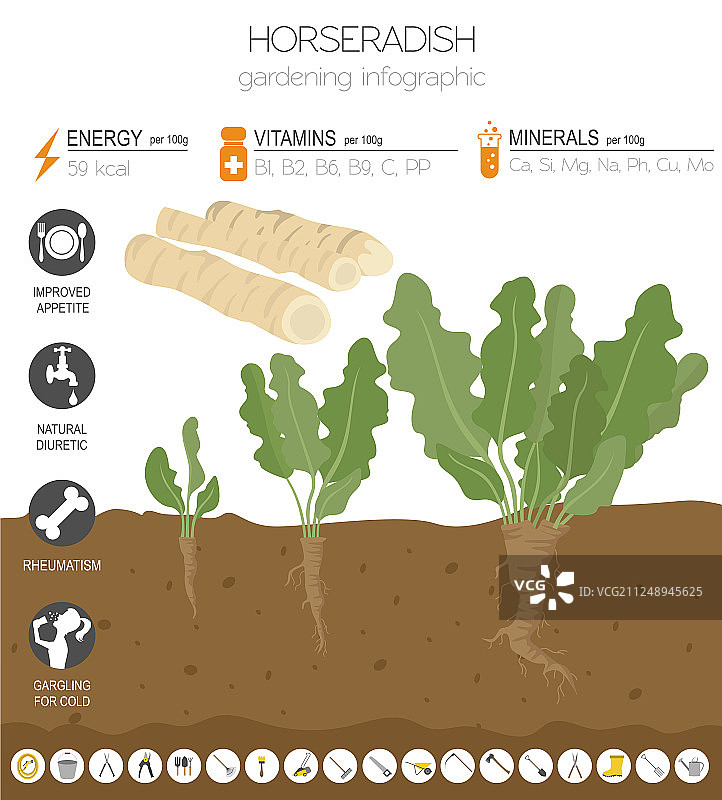 辣根有益特征图形模板图片素材