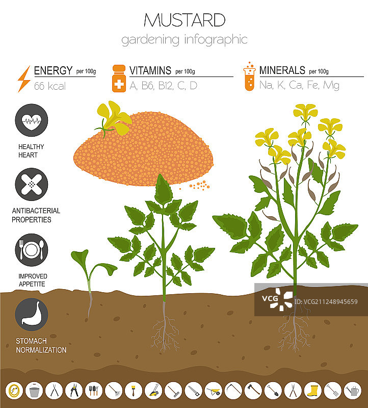 芥末功效信息图模板图片素材