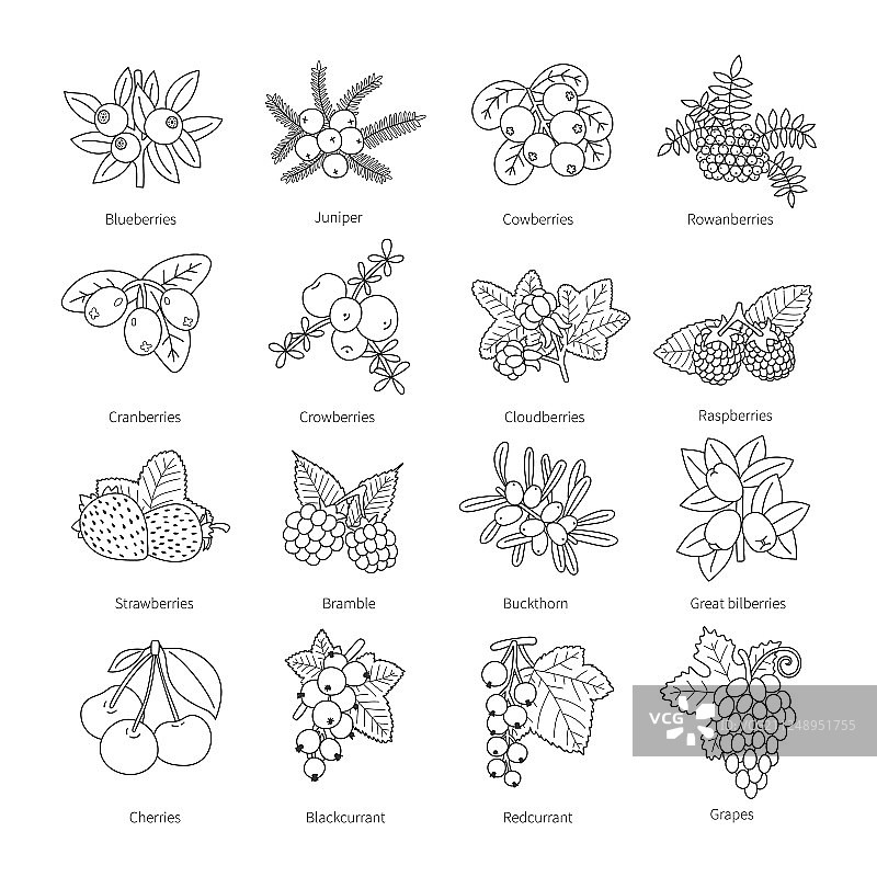 一组浆果轮廓涂鸦图片素材