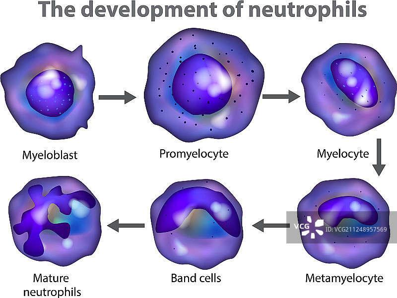 中性粒细胞图片素材