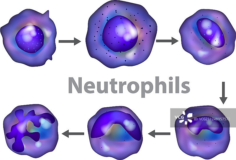 中性粒细胞发育图片素材