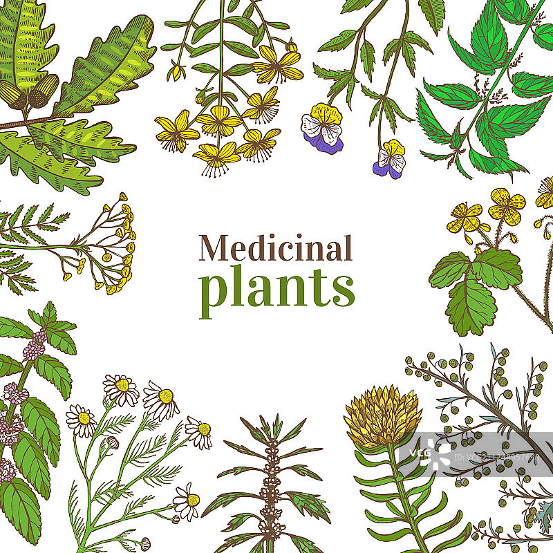 手持草药的方形模板图片素材