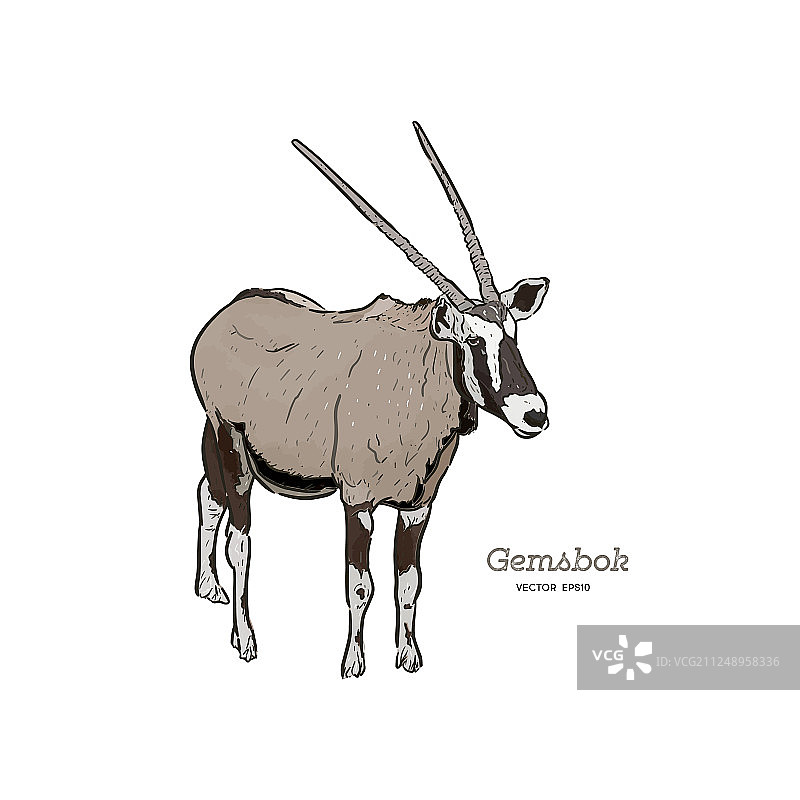手绘双角直角羚羊图片素材