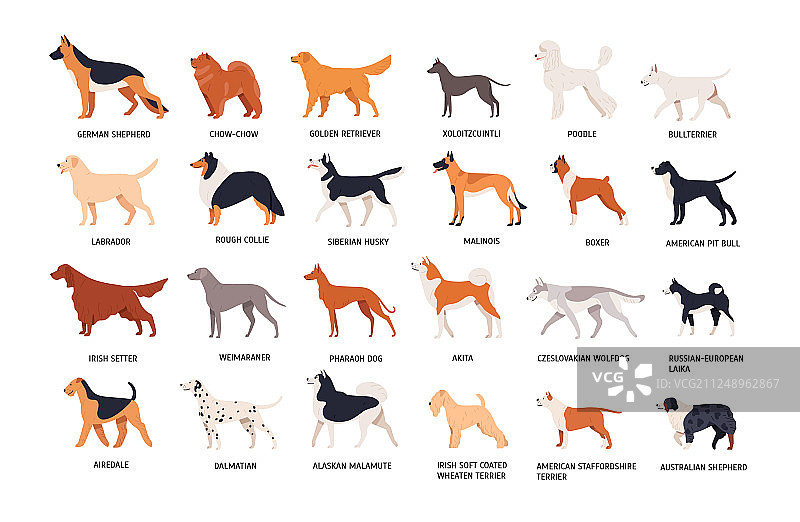不同品种的狗素材图片素材