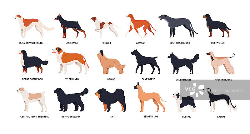 各种有趣可爱的狗狗组合图片素材