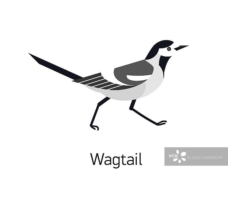 白色背景上的可爱鹡鸰图片素材