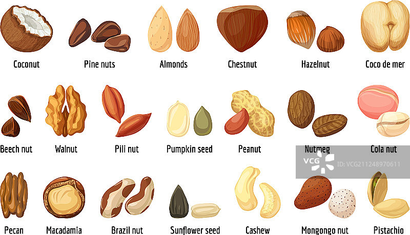 卡通风格坚果图标集图片素材