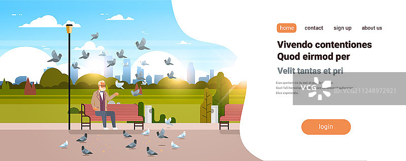 老年男人在木头上喂鸽子图片素材