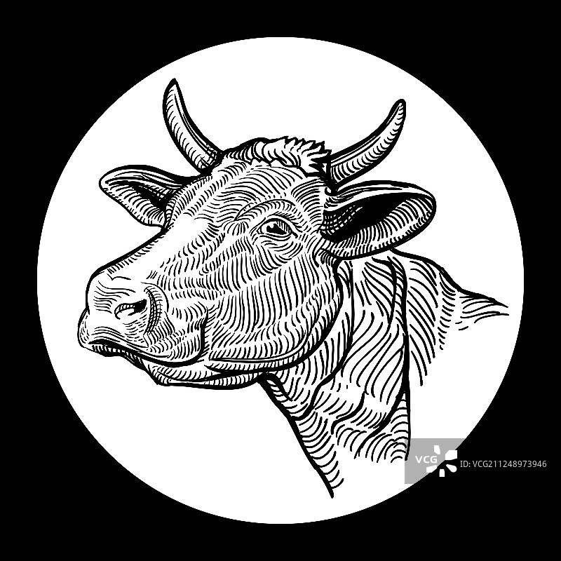 手绘图形风格的奶牛头部图片素材