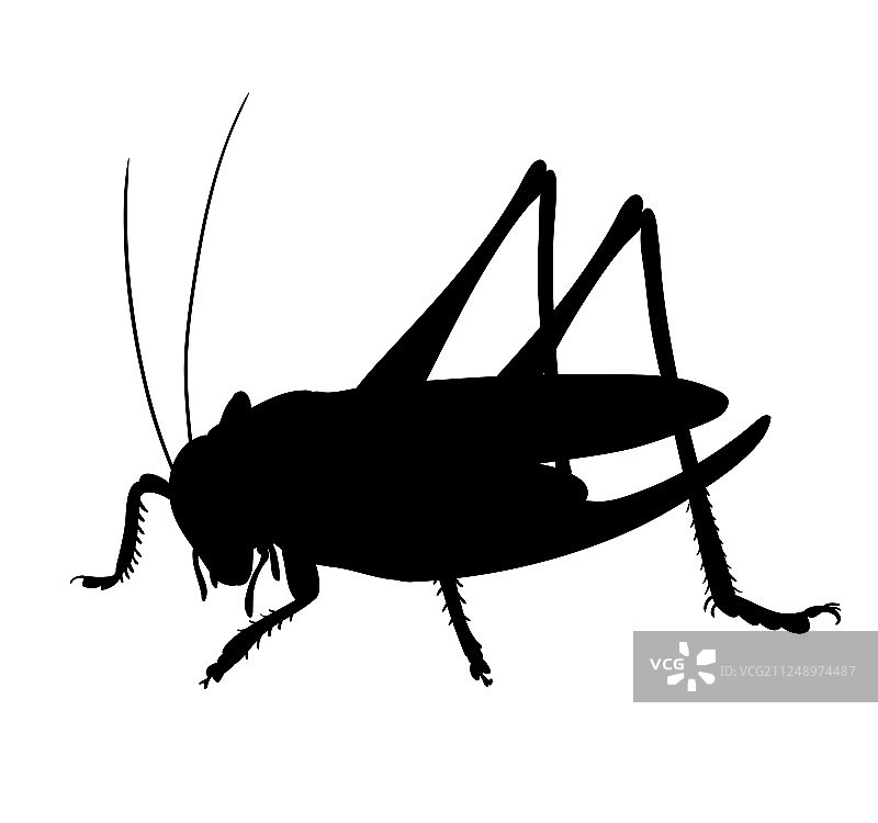 手绘风格的蚱蜢剪影设计图片素材