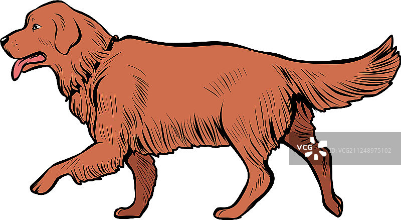 金毛寻回犬图片素材