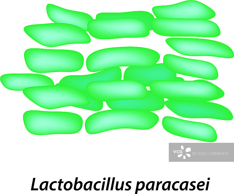 乳杆菌益生菌，副干酪乳杆菌图片素材