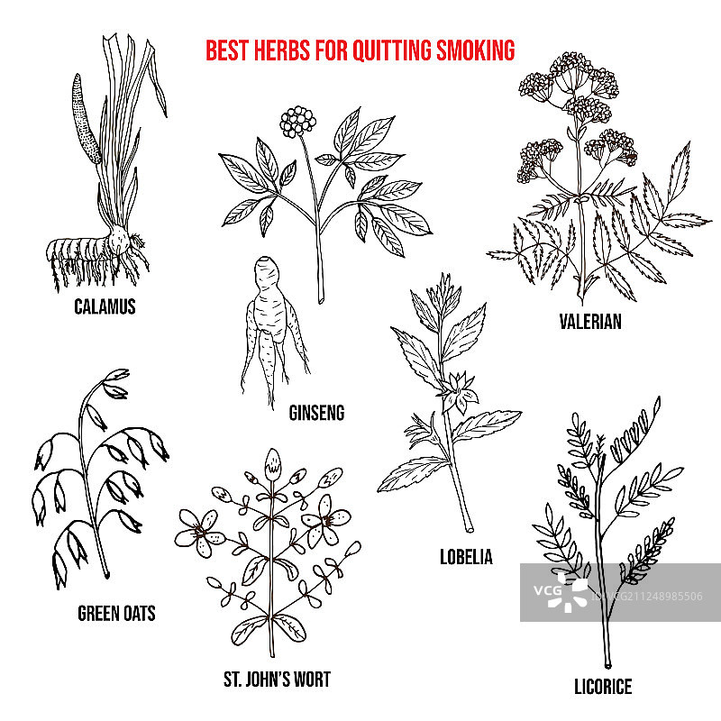 戒烟草本精选图片素材