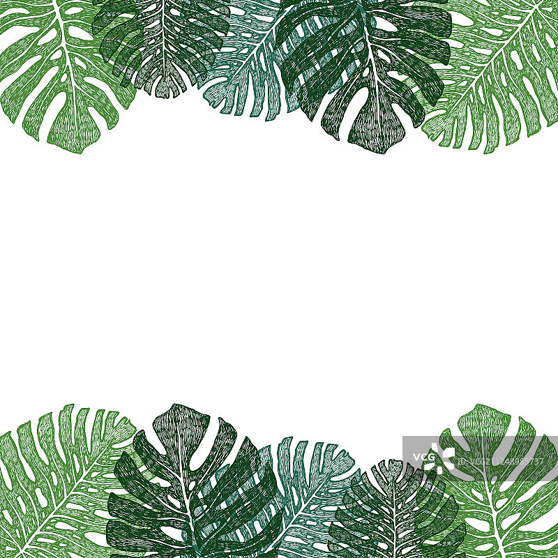 手绘绿色龟背竹叶画框图片素材
