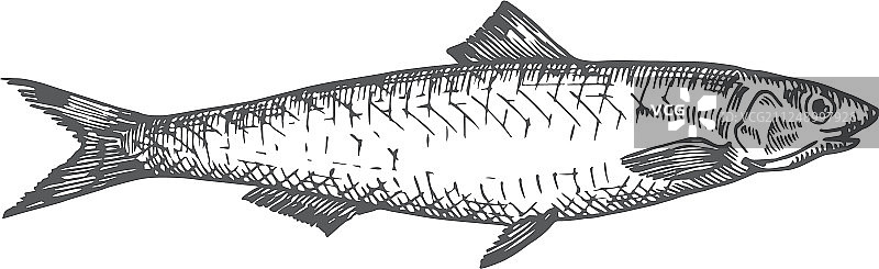 手绘抽象凤尾鱼图片素材