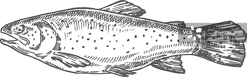 手绘抽象三文鱼图片素材