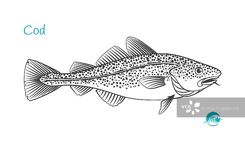 手绘鳕鱼图片素材