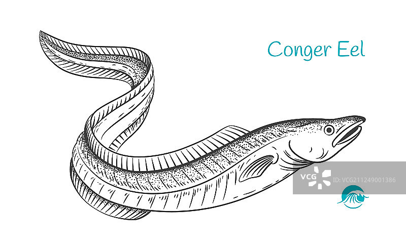 手绘康吉鳗图片素材
