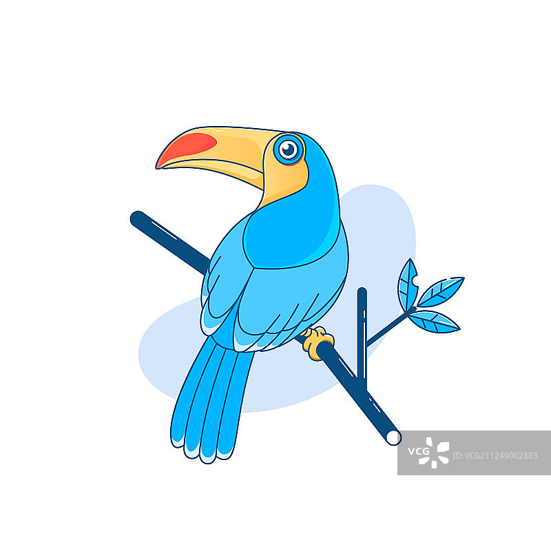 白色背景上孤立的美丽巨嘴鸟图片素材