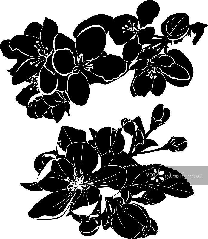 白色背景上的苹果花枝图片素材