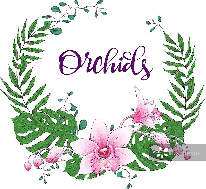 兰花桉树绿色植物花卉设计边框图片素材